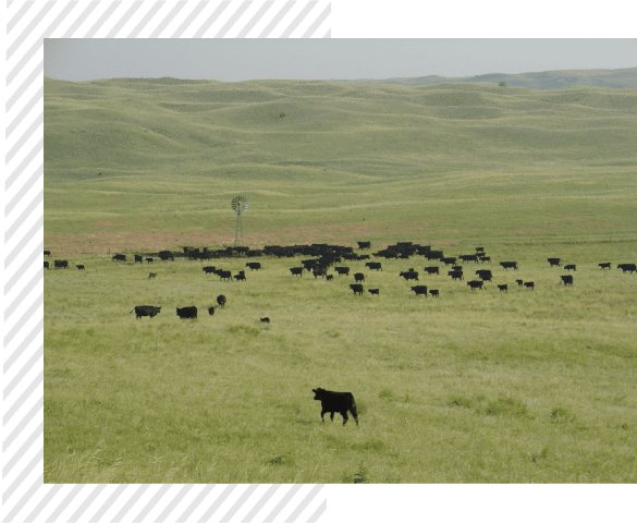 A herd of cattle grazing in an open field.