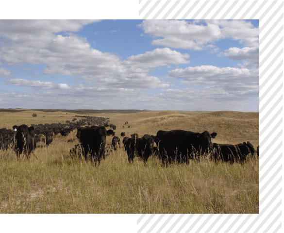 A herd of cattle grazing in an open field.